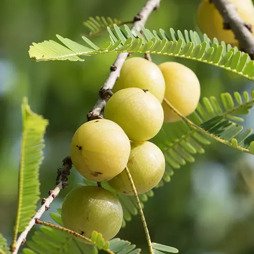 Amla Extract