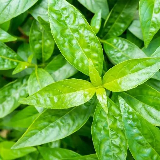 Andrographis Extract