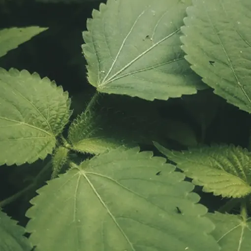 Boswellia Serrata Extract