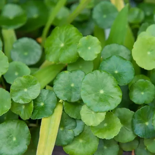 Centella Asiatica Extract