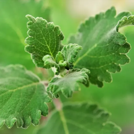 Commiphora Mukul Extract