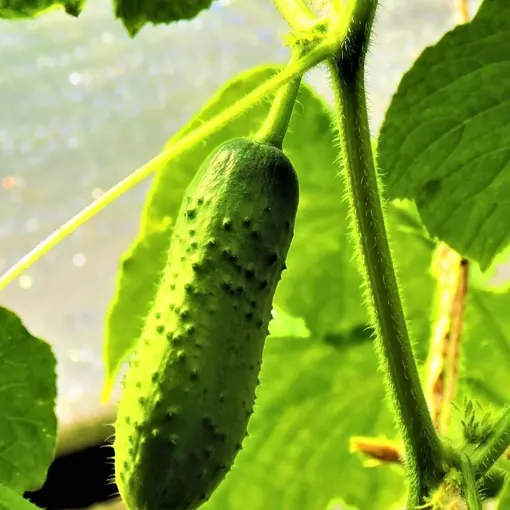 Cucumis Sativus Extract