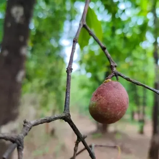 Garcinia Indica Extract