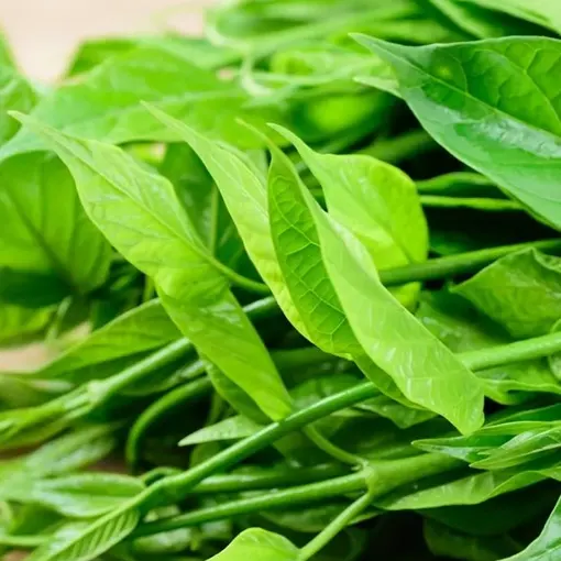 Gymnema Sylvestre Extract