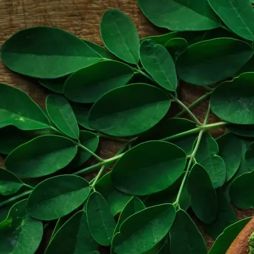 Moringa Leaves Extract