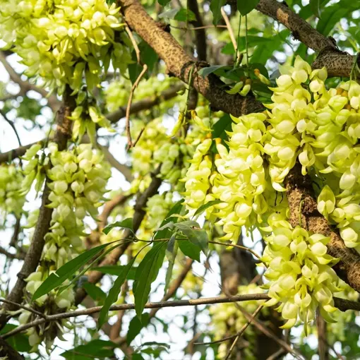 Mucuna Extract