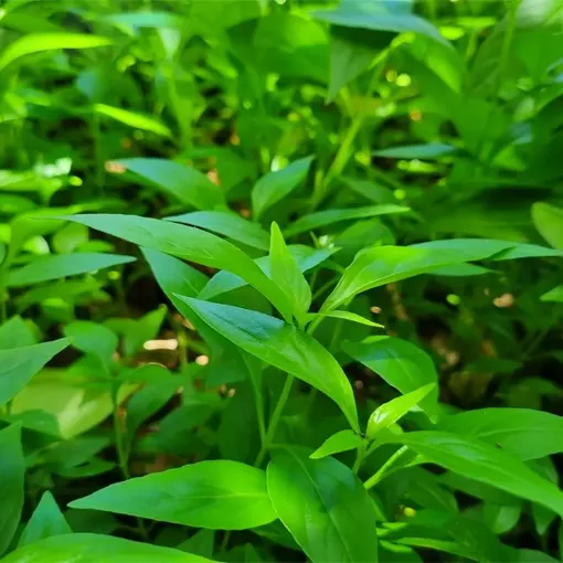 Organic Andrographis Extract