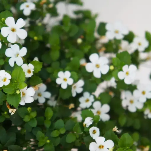 Organic Bacopa Monnieri Extract Granules