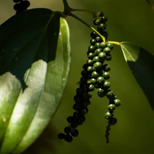 Organic Black Pepper Extract