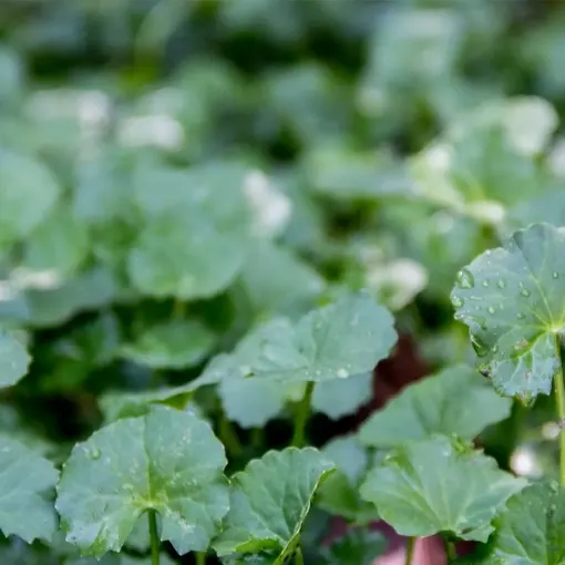 Organic Centella asiatica Extract