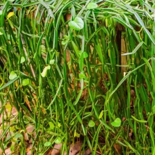 Organic Cissus Extract
