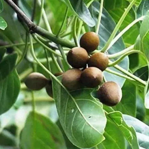 Organic Terminalia Bellerica Extract