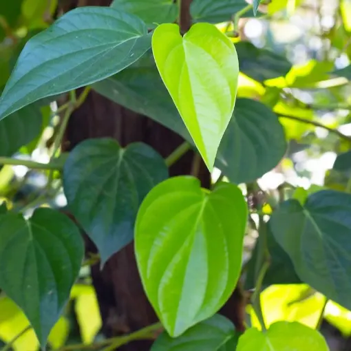 Piper Longum Extract