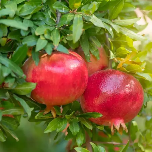 Pomegranate Extract
