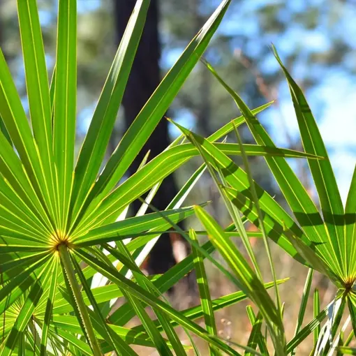 Saw Palmetto Extract (Oil)